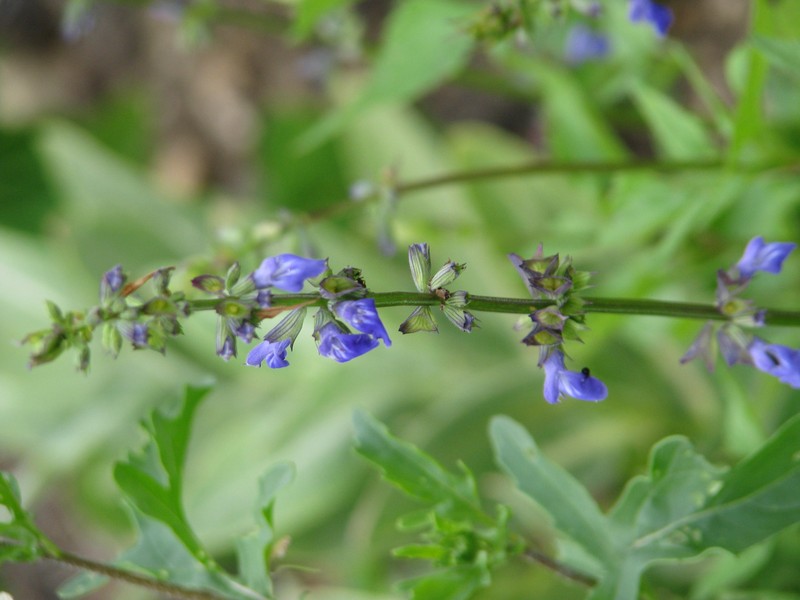 Desert Indigo Sage