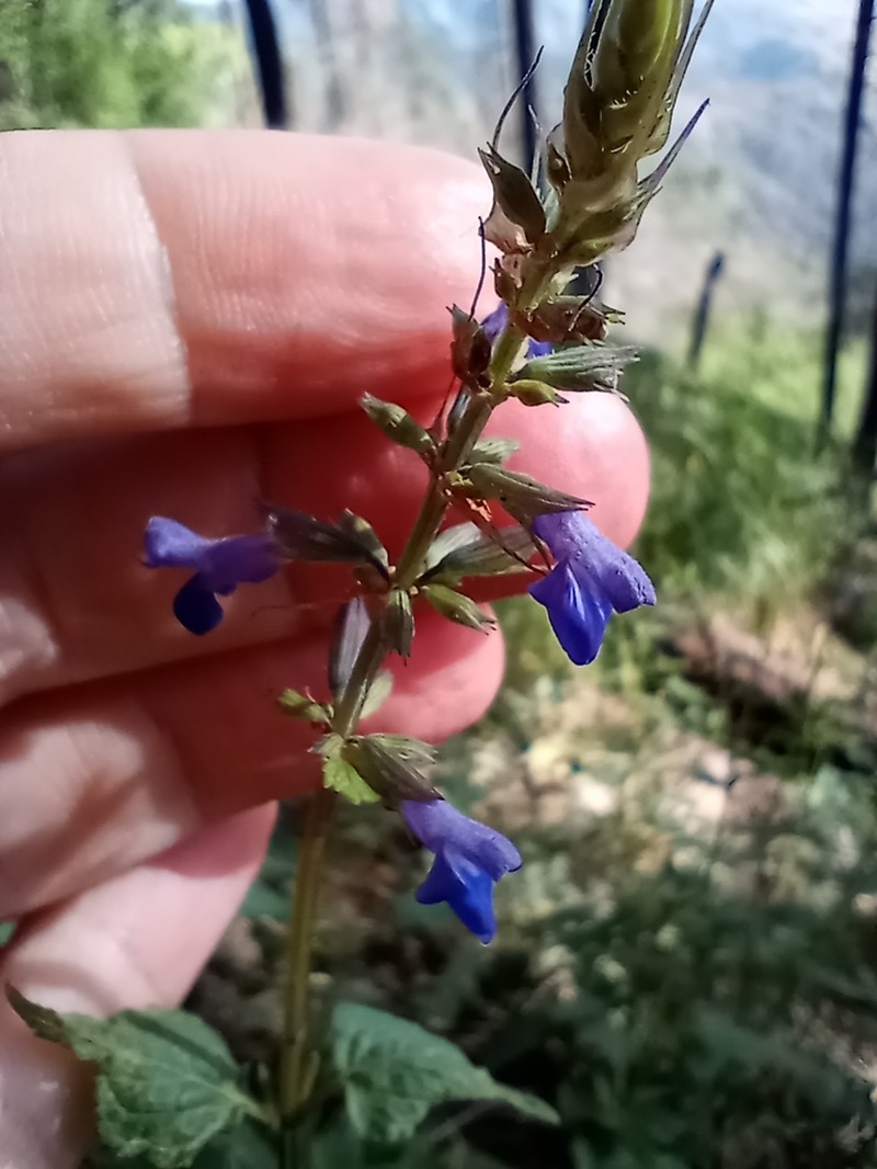 Desert Indigo Sage photo 2