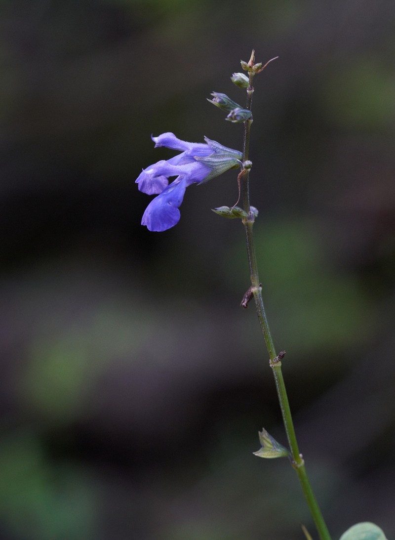 Desert Indigo Sage photo 3