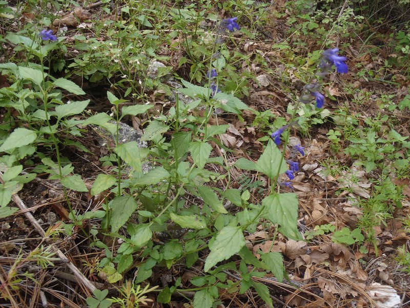 Desert Indigo Sage photo 4