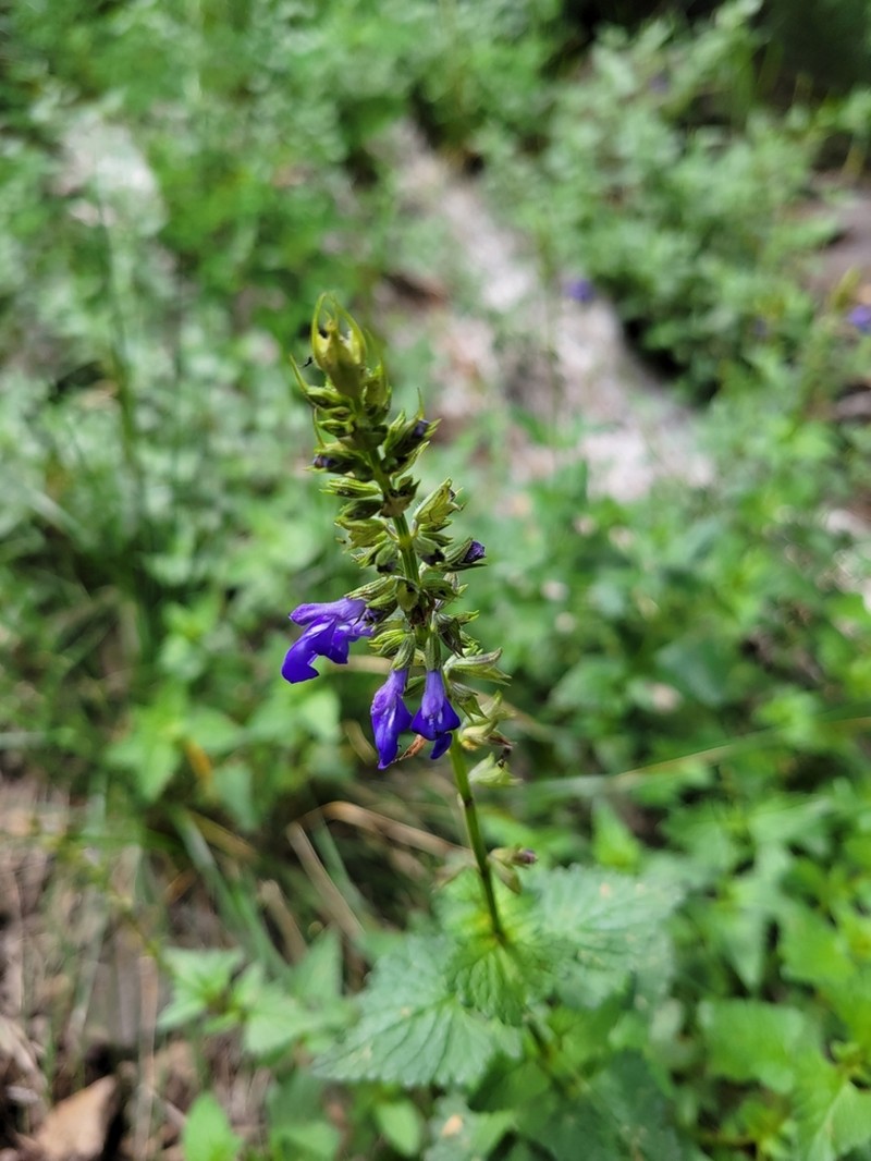 Desert Indigo Sage photo 5
