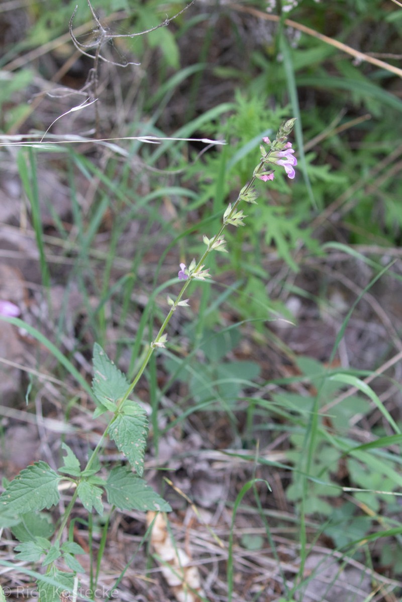 Desert Indigo Sage photo 6