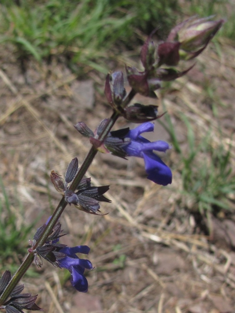Desert Indigo Sage photo 7