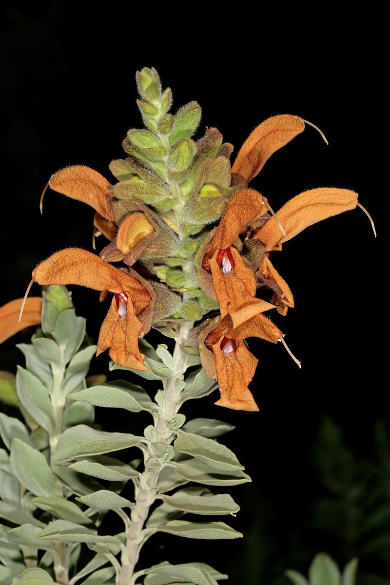 Salvia aurea