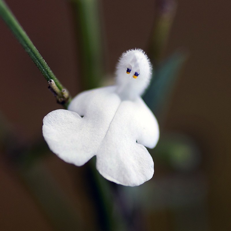 Azure Blue Sage photo 3