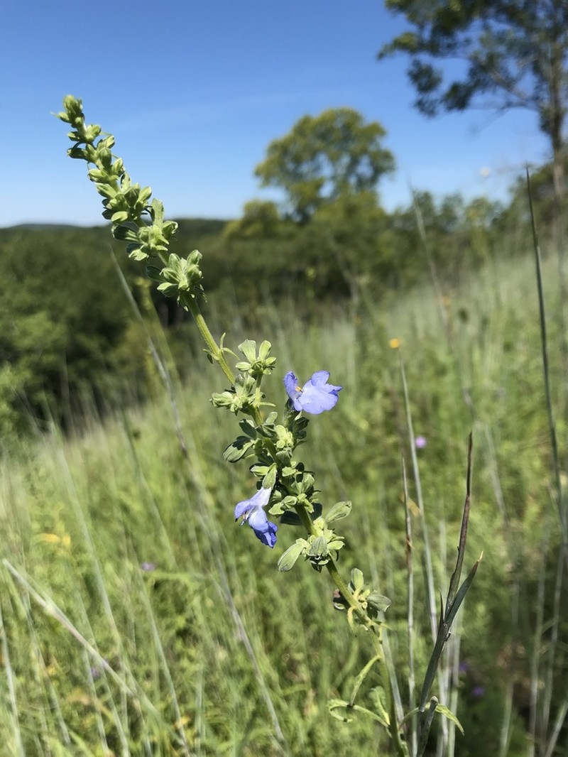 Azure Blue Sage photo 4