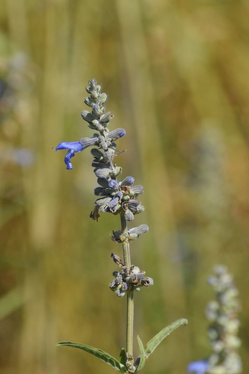 Azure Blue Sage photo 5