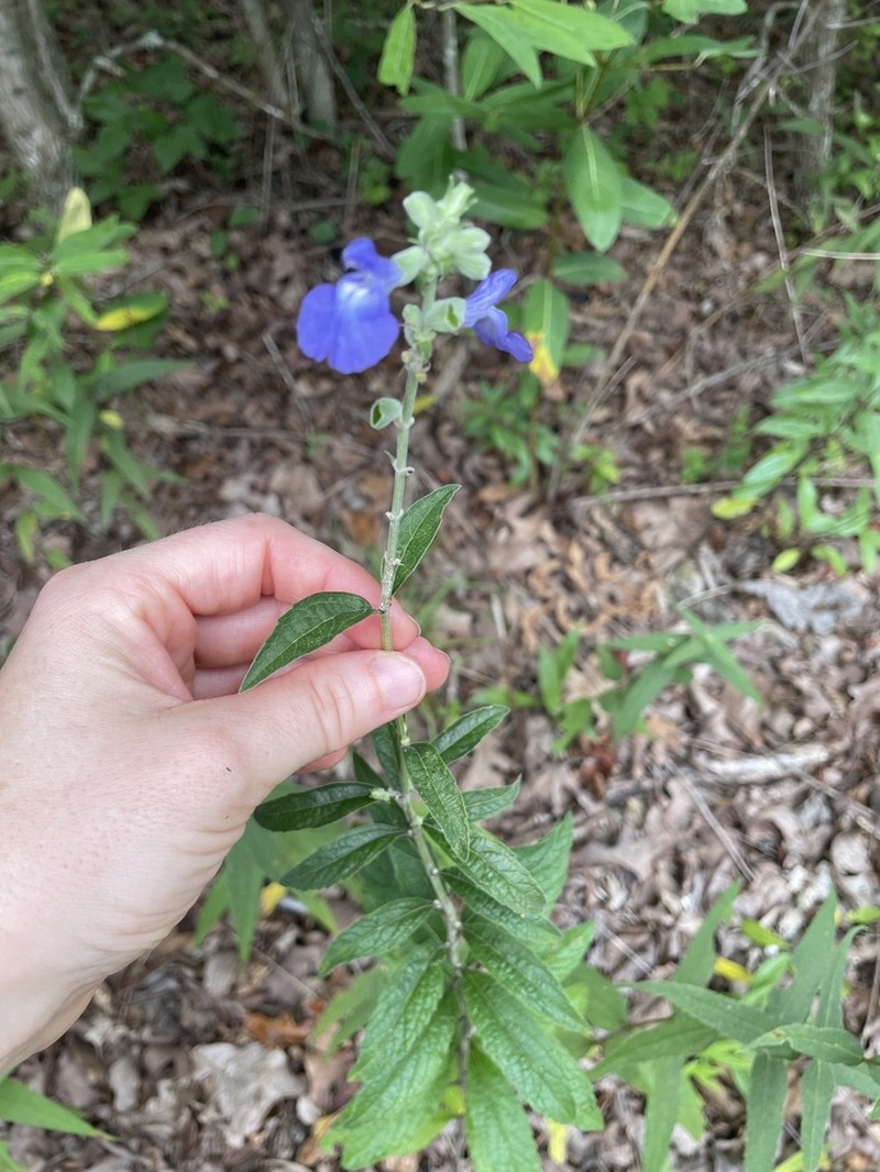 Azure Blue Sage photo 6