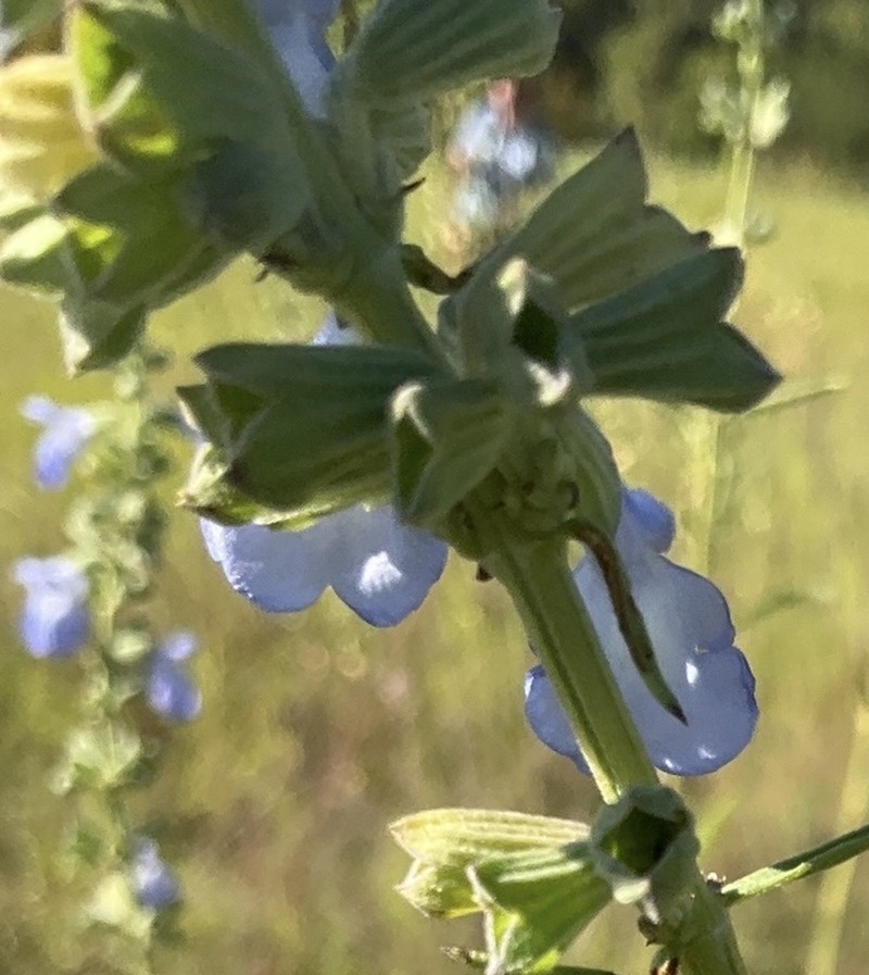 Azure Blue Sage photo 7