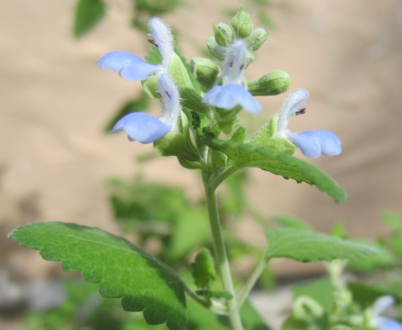 Shrubby Blue Sage