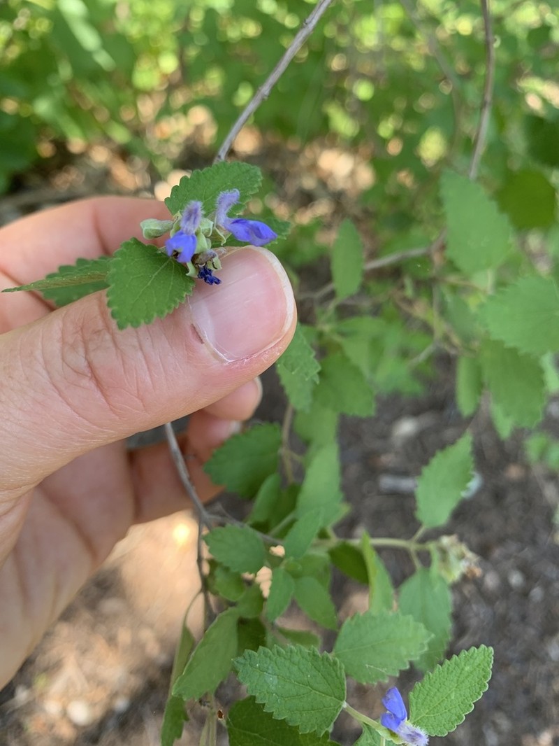 Shrubby Blue Sage photo 2