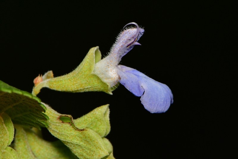 Shrubby Blue Sage photo 3
