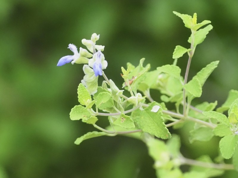 Shrubby Blue Sage photo 4