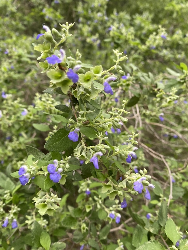 Shrubby Blue Sage photo 5