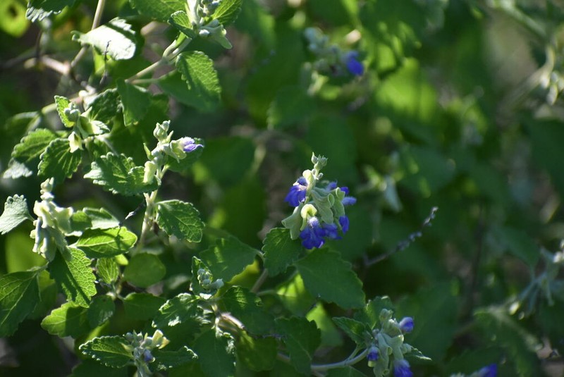 Shrubby Blue Sage photo 6