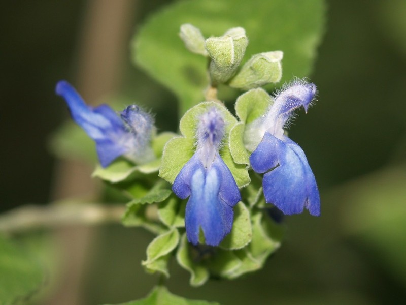 Shrubby Blue Sage photo 7