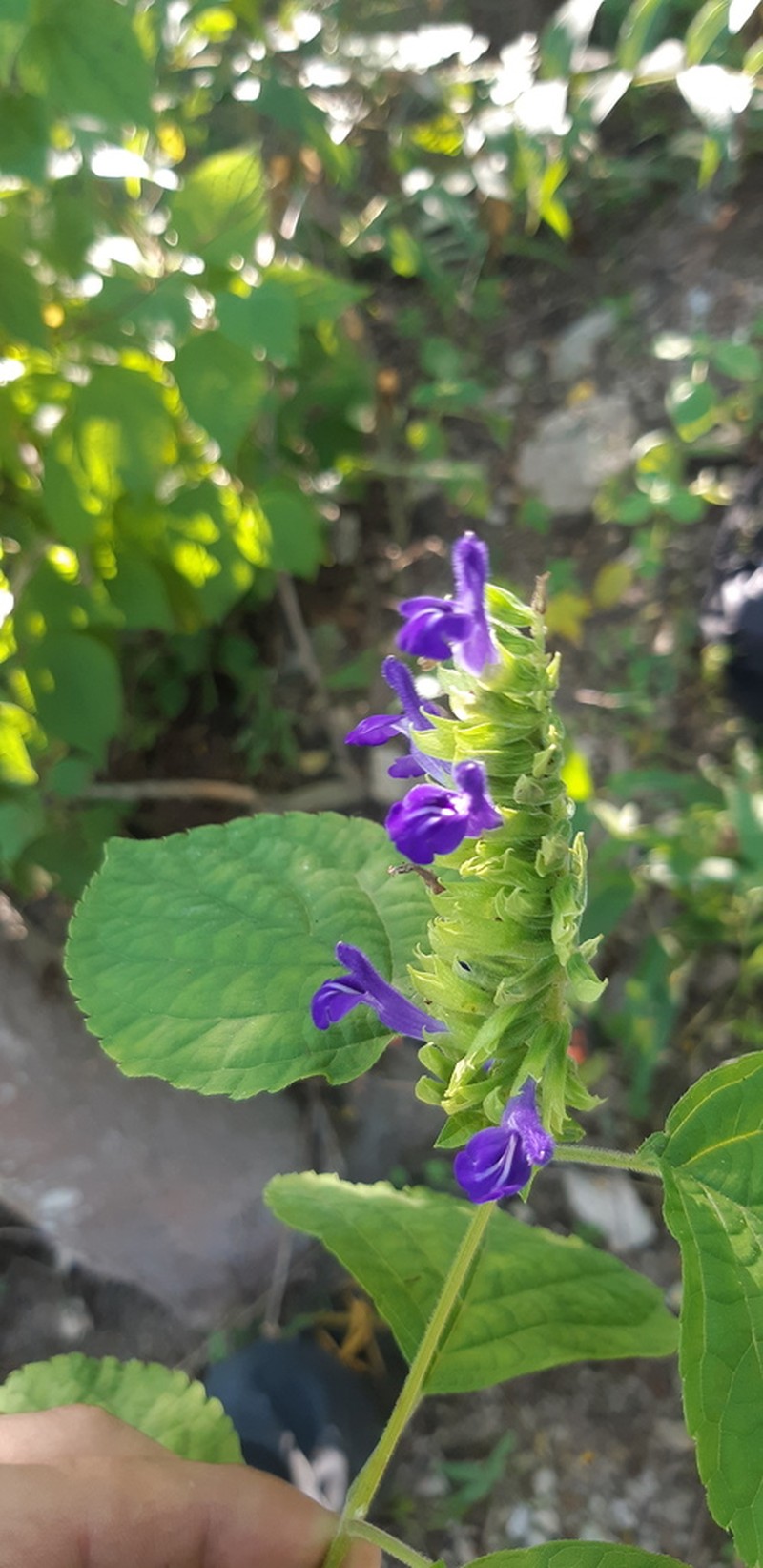 Salvia beltraniorum photo 2