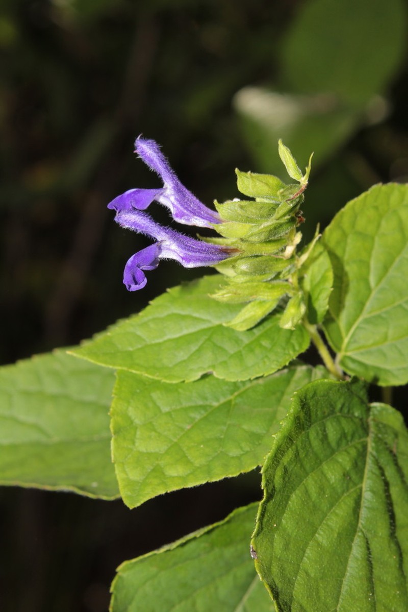 Salvia beltraniorum photo 3