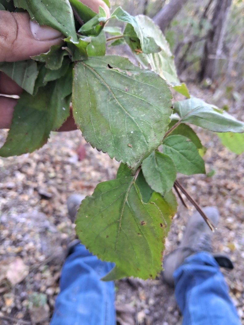 Salvia beltraniorum photo 4