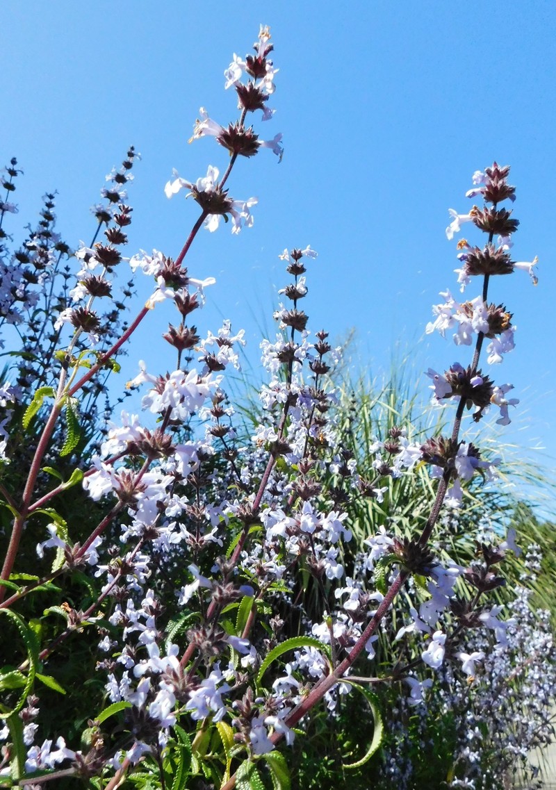 Santa Rosa Island Sage photo 4