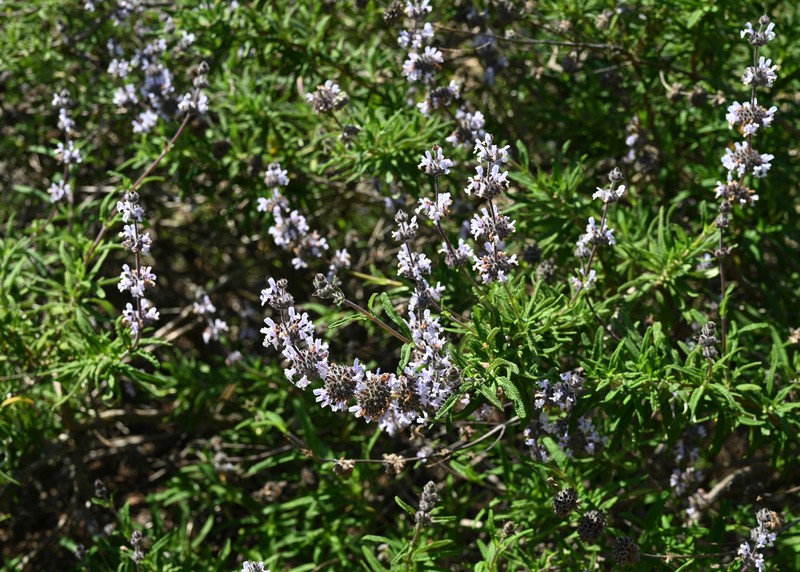 Santa Rosa Island Sage photo 5