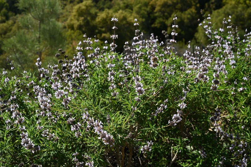 Santa Rosa Island Sage photo 6