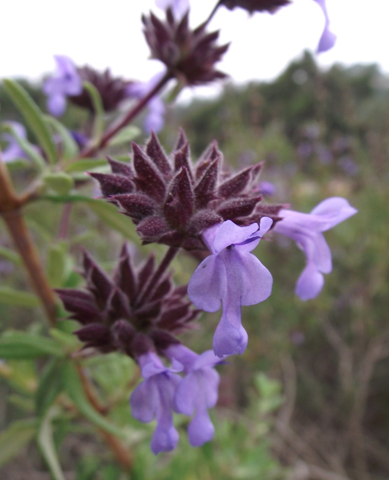 Santa Rosa Island Sage