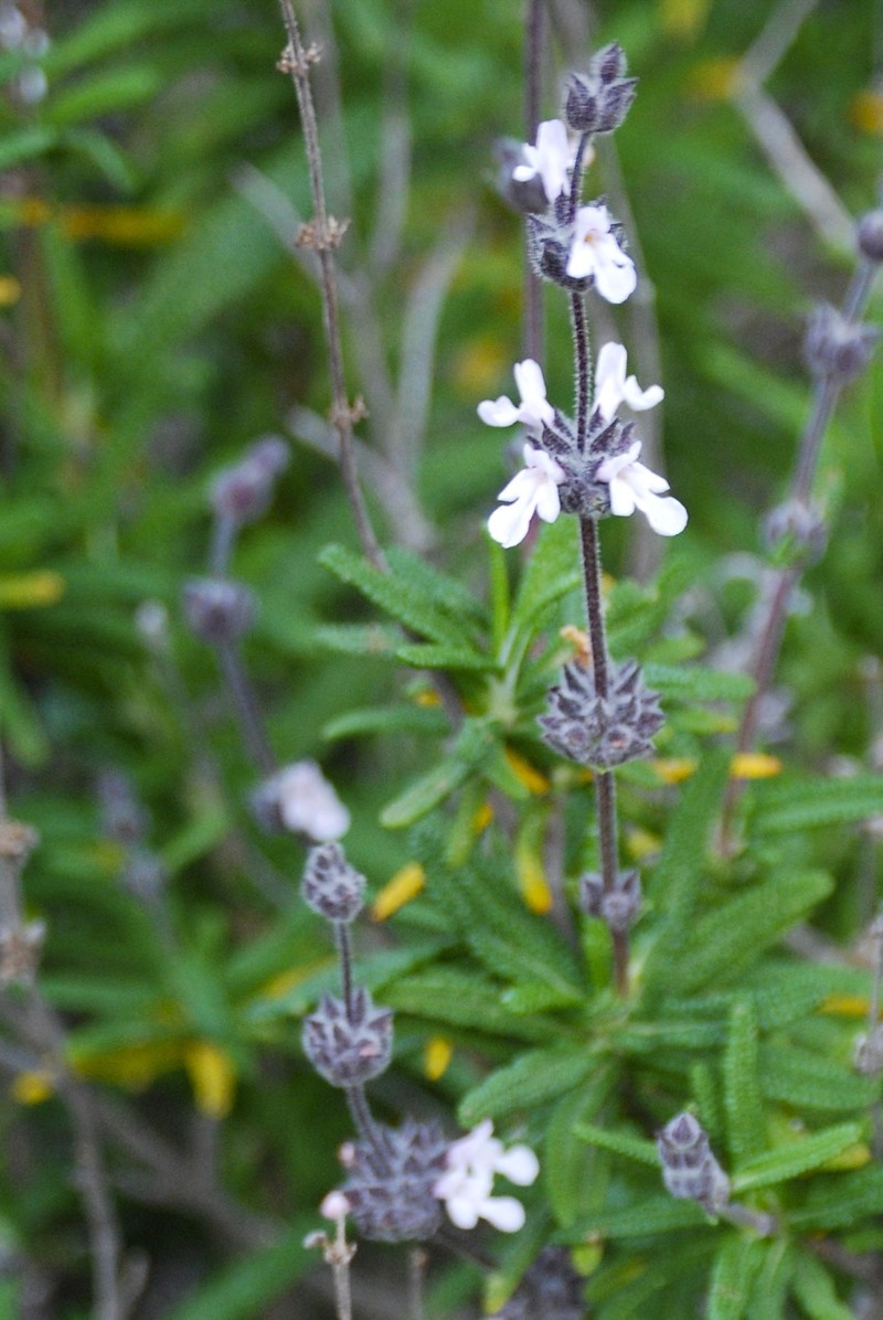 Santa Rosa Island Sage photo 2