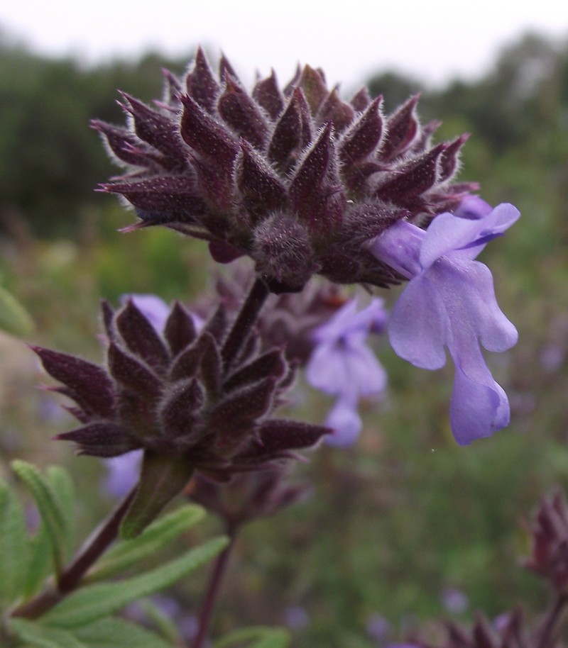 Santa Rosa Island Sage photo 3