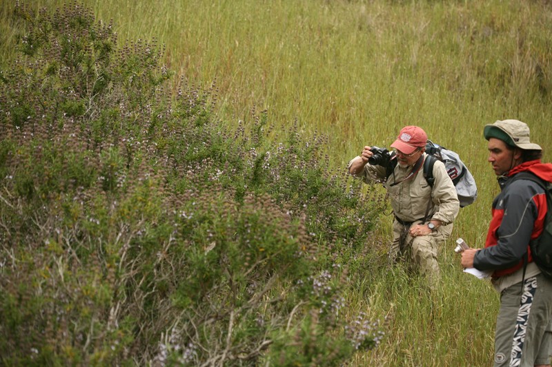 Santa Rosa Island Sage photo 3