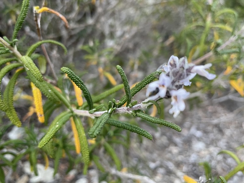Santa Rosa Island Sage photo 4