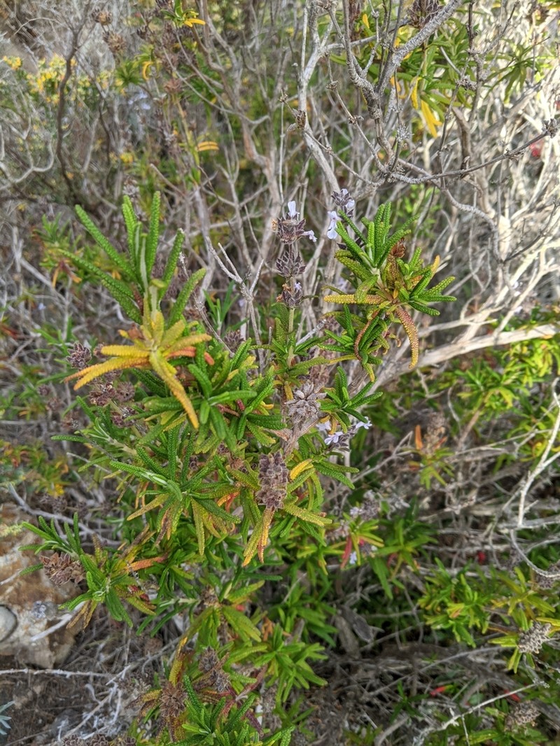 Santa Rosa Island Sage photo 5