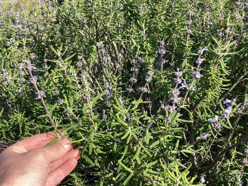 Santa Rosa Island Sage photo 6