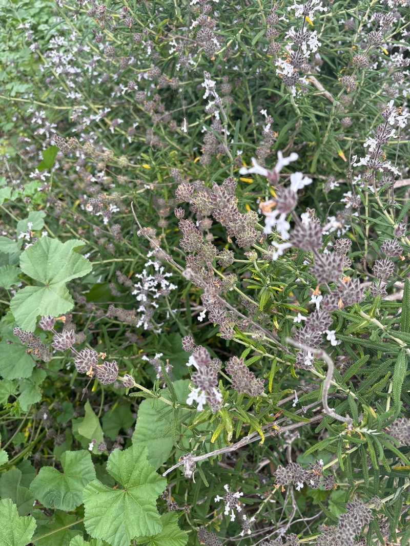 Santa Rosa Island Sage photo 7