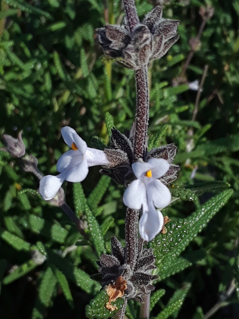 Santa Rosa Island Sage photo 8