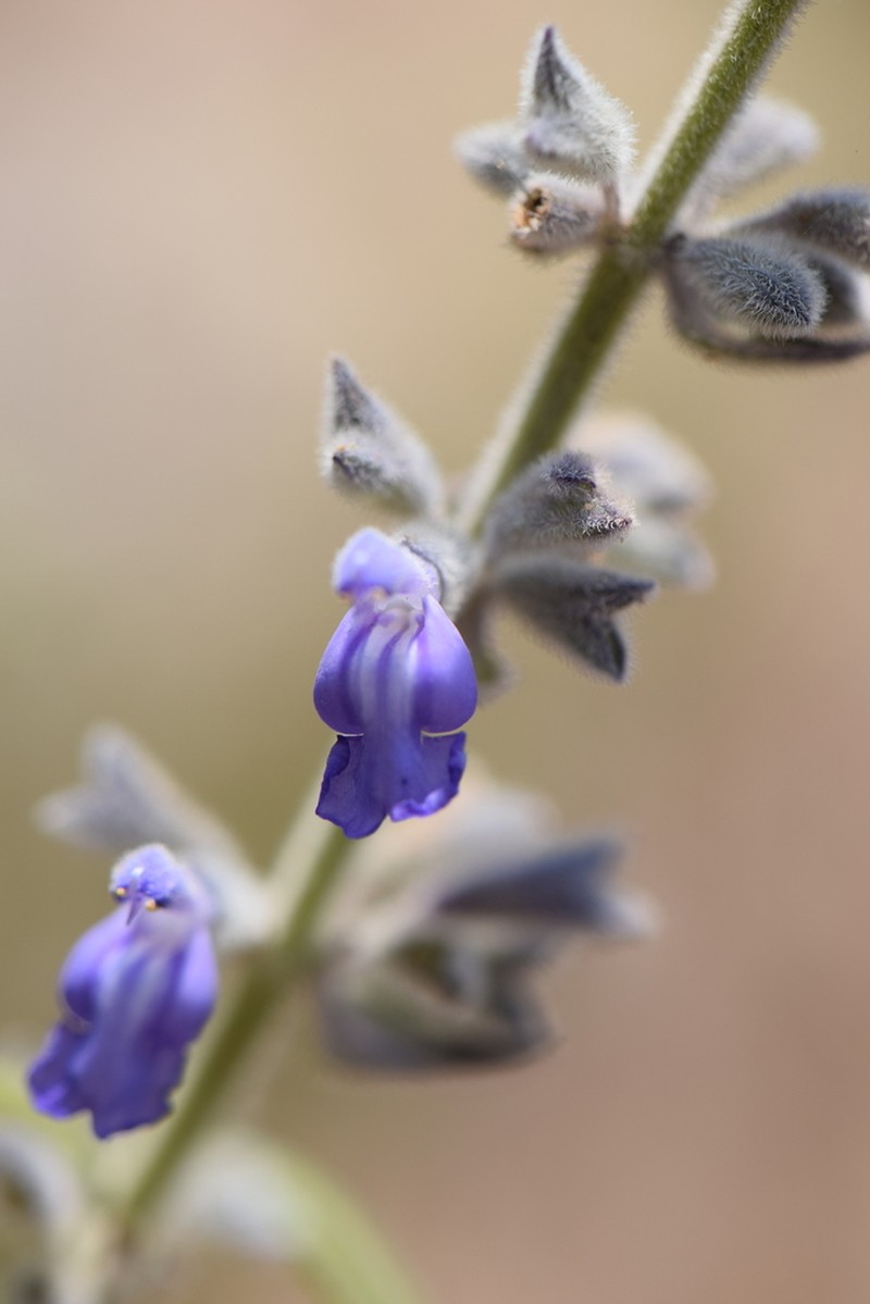 Salvia caeruleobracteata photo 2