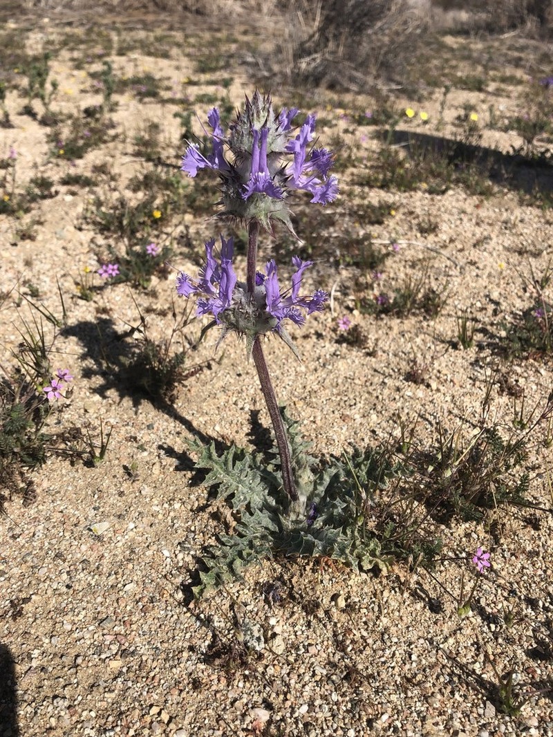 Thistle Sage photo 2