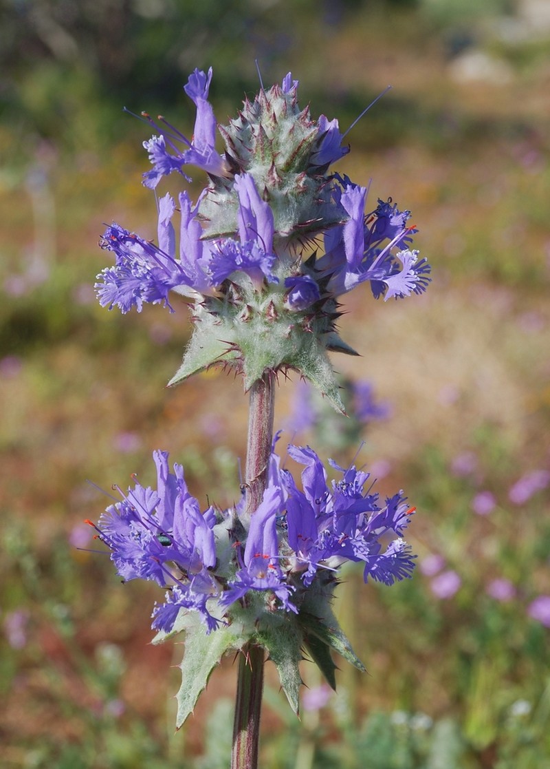 Thistle Sage photo 3
