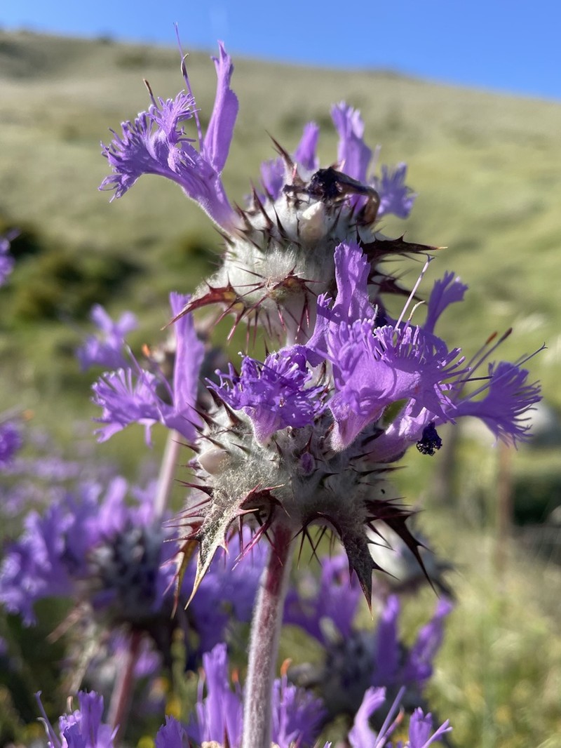 Thistle Sage photo 4