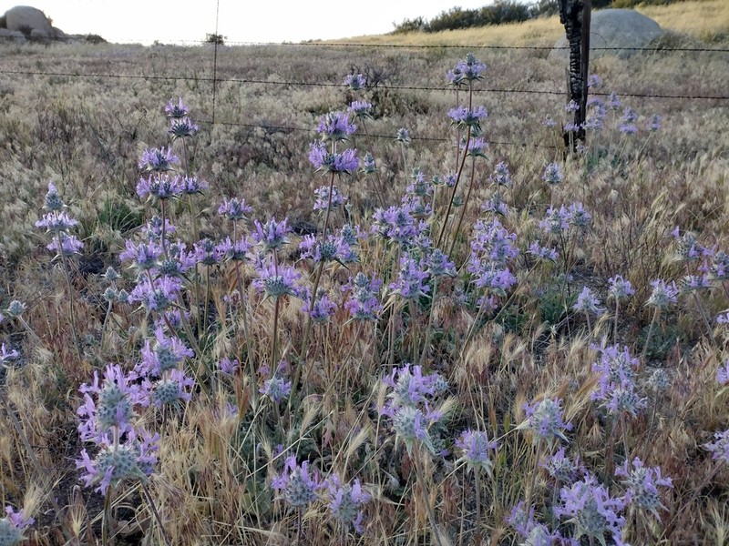 Thistle Sage photo 5