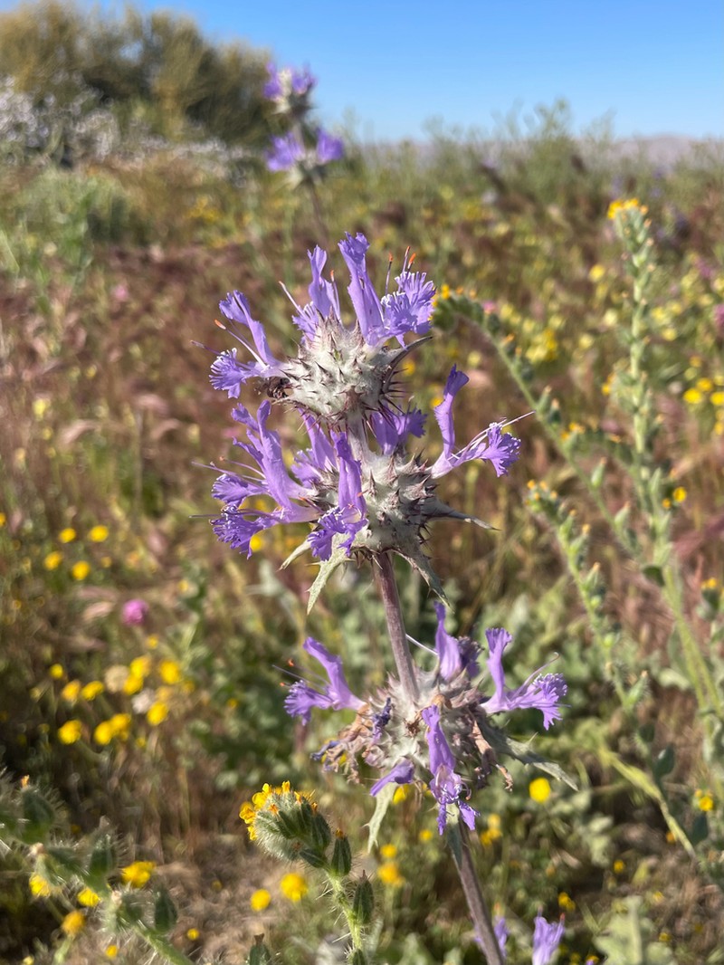 Thistle Sage photo 6