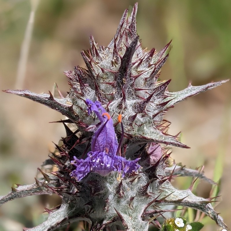 Thistle Sage photo 7