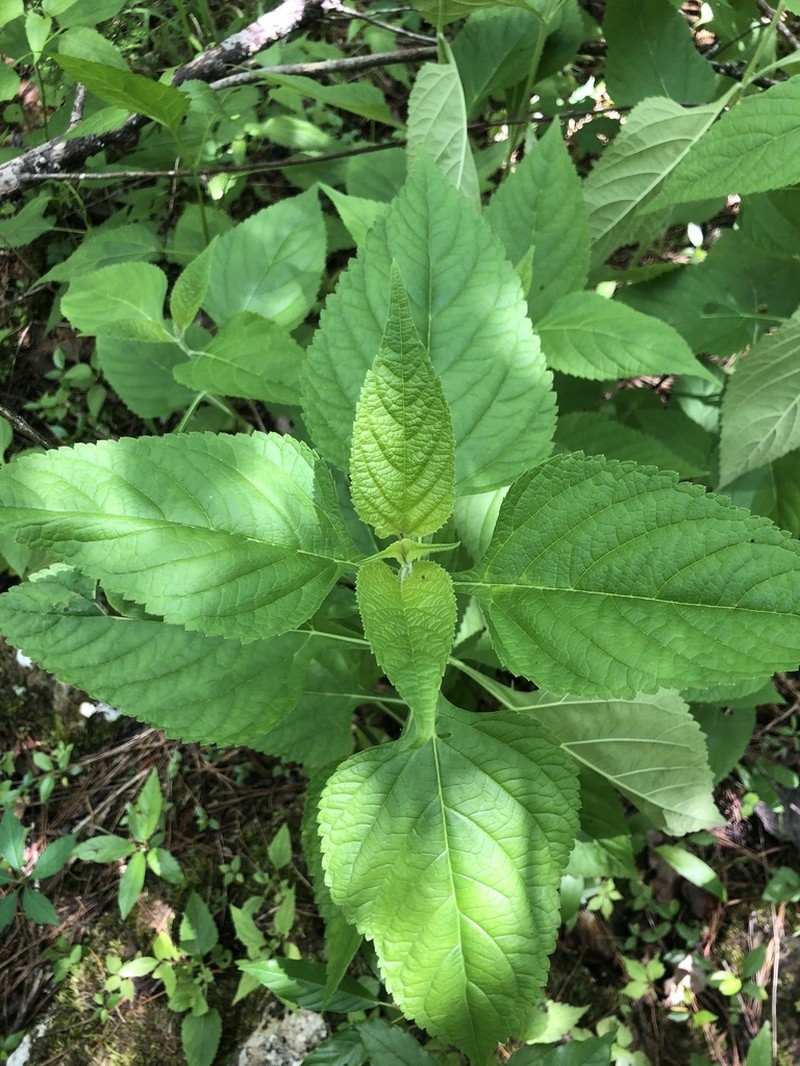 Chapman's Sage