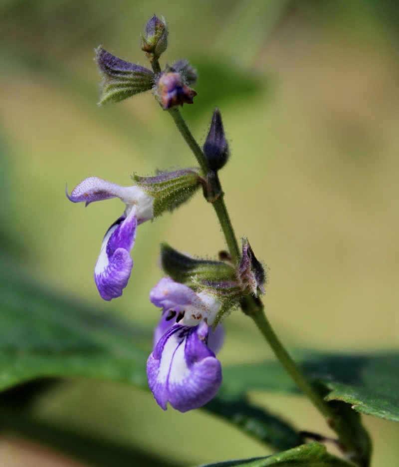 Chapman's Sage photo 2
