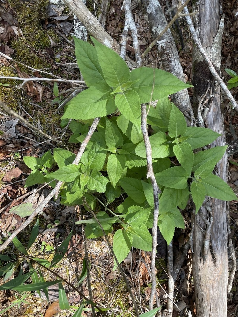 Chapman's Sage photo 3