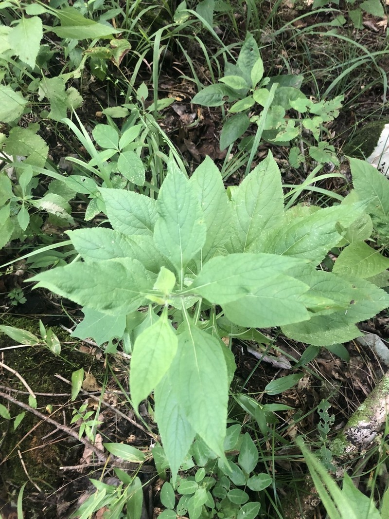 Chapman's Sage photo 4