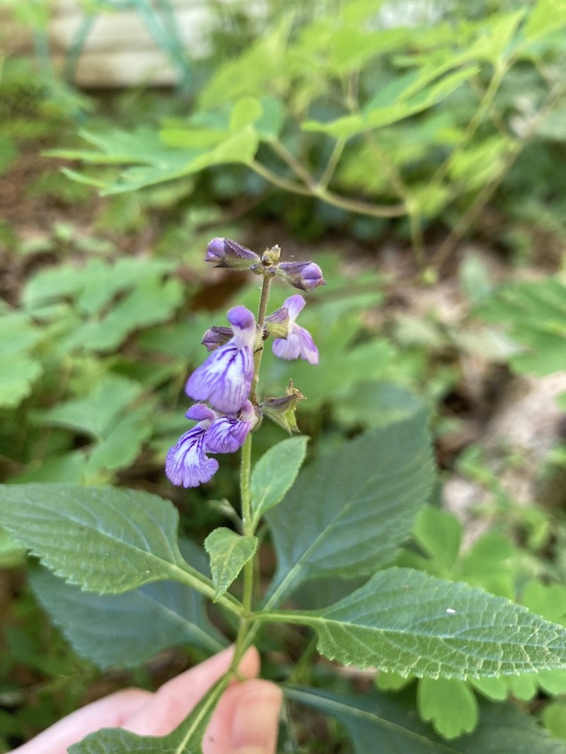 Chapman's Sage photo 5