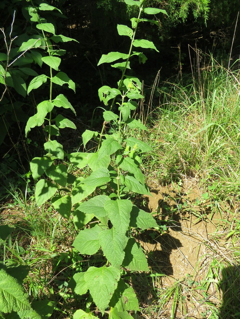 Chapman's Sage photo 6