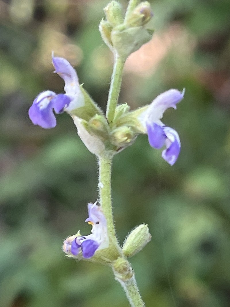 Chapman's Sage photo 7