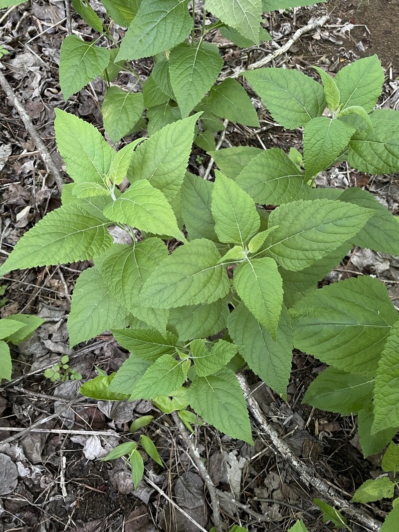 Chapman's Sage photo 8
